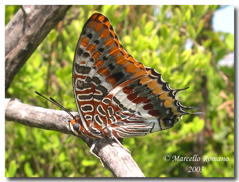 Charaxes jasius, farfalla senza paura ma non senza macchia!